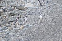 Magellan-Pinguine