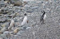 Magellan-Pinguine