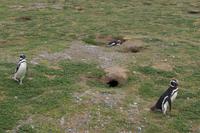 Pinguine und ihre Bruthöhlen