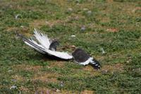 Dominikanermöwe - wahrscheinlich ein Opfer von Kannibalismus