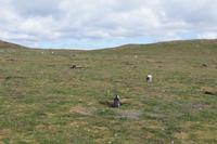 Pinguine und ihre Bruthöhlen