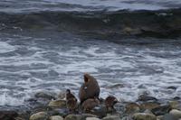 Cauquén mit Küken, Isla Magdalena