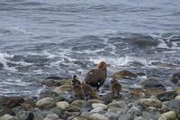 Cauquén mit Küken, Isla Magdalena