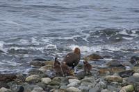 Cauquén mit Küken, Isla Magdalena
