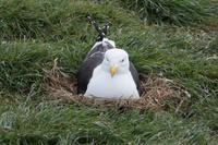 Nistende Dominkanermöwe 