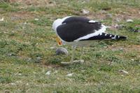 eine Dominikanermöwe hat das Ei einer Artgenossin gemopst 