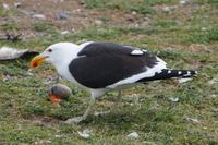 Kannibalismus: Die Dominikanermöwe schlürft aus dem gemopsten Ei der Artgenossin 