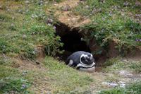 Pinguin vor Bruthöhle 
