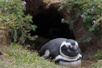 Auch in der Bruthöhle ist jemand da