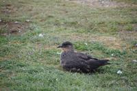 Skúa: Der gefährlichste Räuber auf der Isla Magdalena 