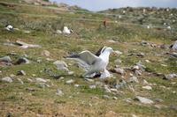 Paarung Dominikanermöwen 