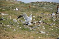 Paarung Dominikanermöwen 