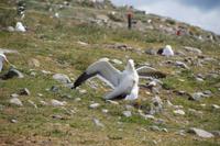 Paarung Dominikanermöwen 