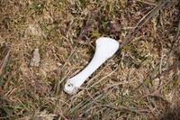 Schulterblatt einer Dominikanermöwe 