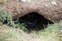 Gruß aus der Höhle 