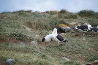 Irgendwie sind selbst kannibalistische Dominikanermöwen Turteltäubchen