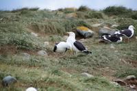 Irgendwie sind selbst kannibalistische Dominikanermöwen Turteltäubchen