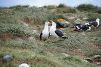 Irgendwie sind selbst kannibalistische Dominikanermöwen Turteltäubchen