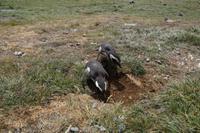 Bruthöhle mit Aussicht
