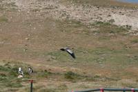 schwarzgesichtiger Ibis