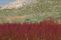 Sauerampfer hat es selbst auf dieses entlegene Eiland geschafft