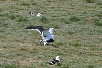 Nur fliegen ist schöner? 