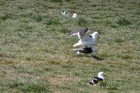 Paarung Dominikanermöwen 