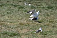 Paarung Dominikanermöwen 