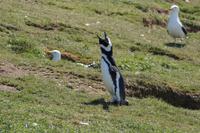 schreiender Magellan-Pinguin