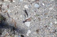 Vogel am Strand von Isla Magdalena 