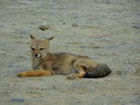 Auf dem Weg nach El Chalten