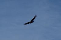 Condor