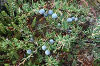 Wanderung zur Laguna Torre im Nationalpark Los Glaciares in El Chalten
