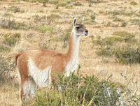 Wanderung zum Aussichtspunkt de las Torres in Torres del Paine Nationalpark in Chile