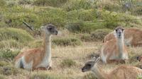 Wanderung zum Aussichtspunkt de las Torres in Torres del Paine Nationalpark in Chile