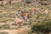 Wanderung zum Aussichtspunkt de las Torres in Torres del Paine Nationalpark in Chile