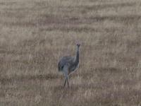 Fahrt nach Punta Arenas