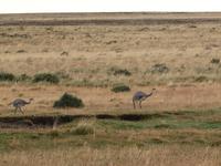 Fahrt nach Punta Arenas