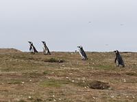 Insel Isla Magdalena inmitten der Magellan-Straße, das Zuhause von zigtausenden Pinguinen