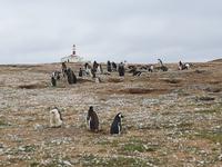 Insel Isla Magdalena inmitten der Magellan-Straße, das Zuhause von zigtausenden Pinguinen