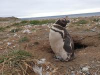 Insel Isla Magdalena inmitten der Magellan-Straße, das Zuhause von zigtausenden Pinguinen