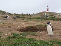Insel Isla Magdalena inmitten der Magellan-Straße, das Zuhause von zigtausenden Pinguinen