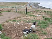 Insel Isla Magdalena inmitten der Magellan-Straße, das Zuhause von zigtausenden Pinguinen