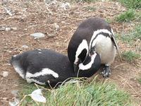 Insel Isla Magdalena inmitten der Magellan-Straße, das Zuhause von zigtausenden Pinguinen