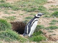 Insel Isla Magdalena inmitten der Magellan-Straße, das Zuhause von zigtausenden Pinguinen