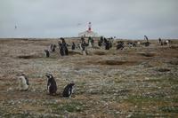Insel Magdalena, das Zuhause von zigtausenden Pinguinen