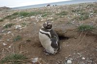 Insel Magdalena, das Zuhause von zigtausenden Pinguinen