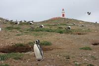 Insel Magdalena, das Zuhause von zigtausenden Pinguinen9