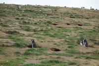 Insel Magdalena, das Zuhause von zigtausenden Pinguinen