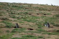 Insel Magdalena, das Zuhause von zigtausenden Pinguinen